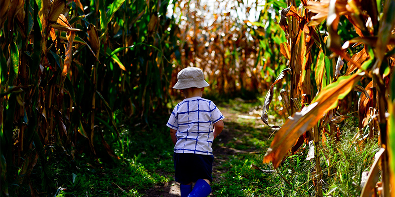 Corn Maze and U-Pick