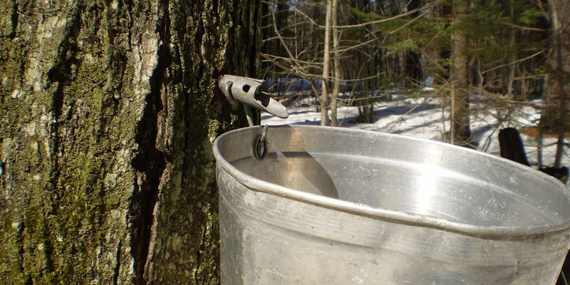 Maple Sugaring at The Watershed Institute