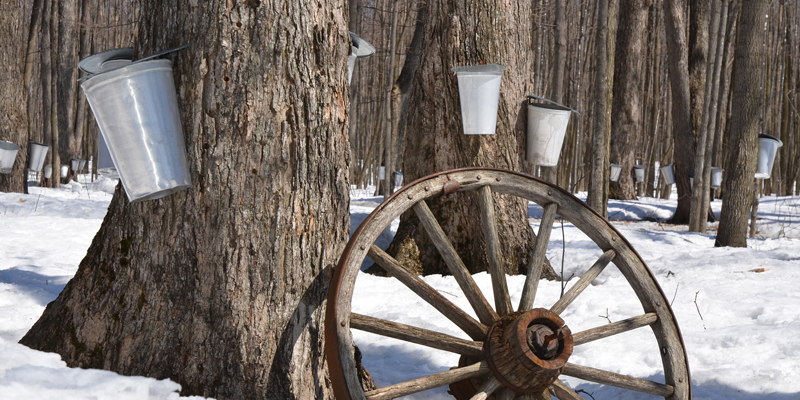 Maple Sugaring at the Environmental Education Center