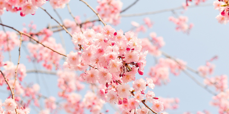 Cherry Blossom Festival