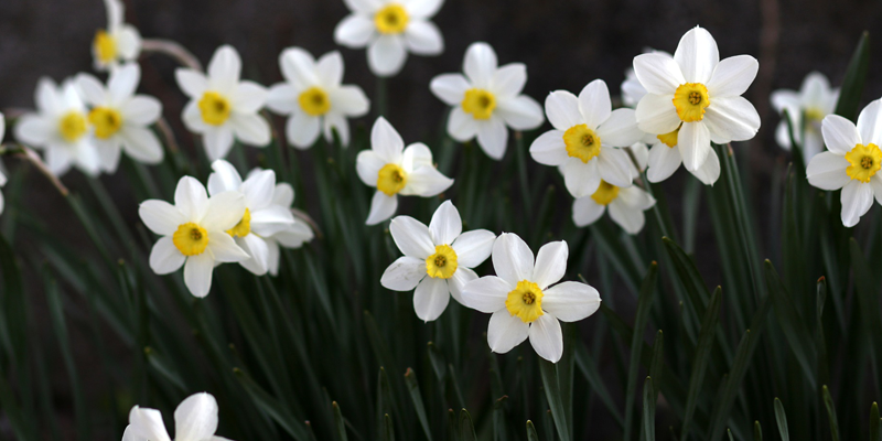 Allentown Daffodil Days Festival