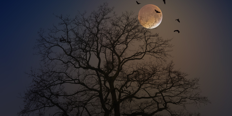 New Jersey Horror Con and Film Festival!