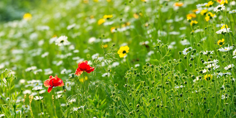 High Point State Park