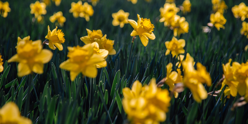 The 2nd Annual Daffodil Days Festival