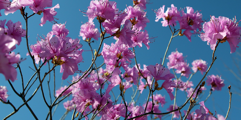 Annual Azalea Festival