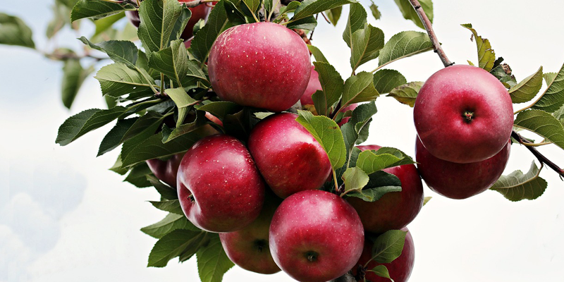 Cider Making at The Howell Living History Farm