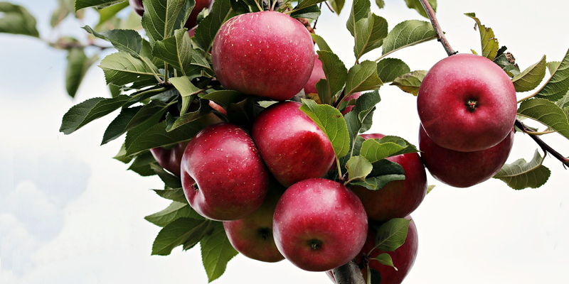 Wassailing the Apple Trees