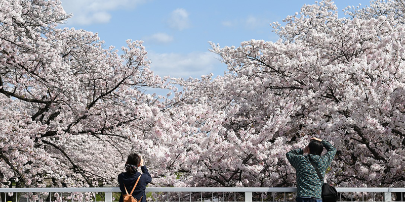 Cherry Blossom Festival