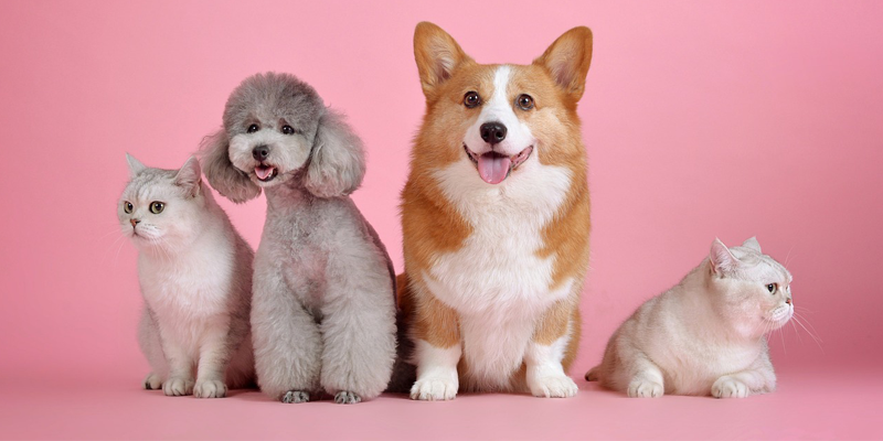 Fur Baby Food and Music Fest