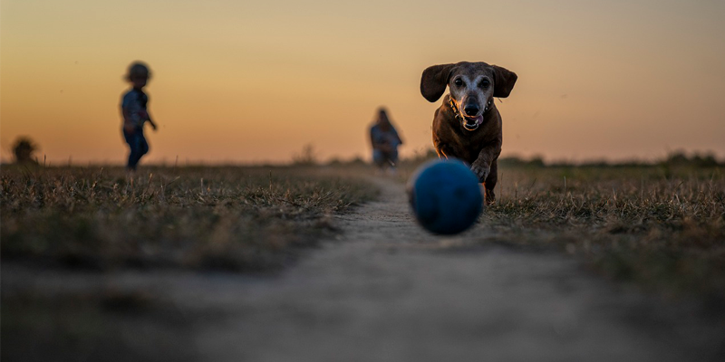 Yappy Hour at the Wonder Bar