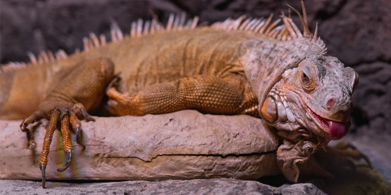 Live Animal Talks at Jake Branch County Park