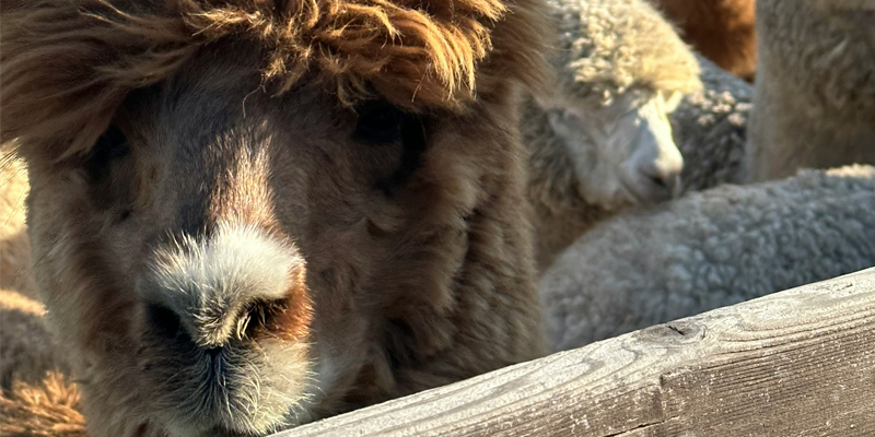 Jersey Shore Alpacas