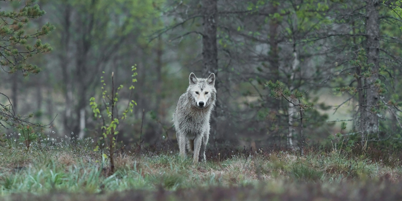 Lakota Wolf Reserve