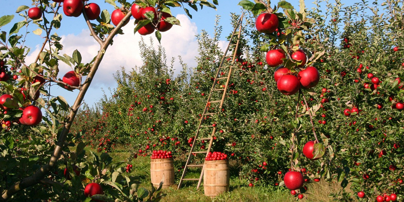 Wassailing the Apple Trees at Terhune Orchards