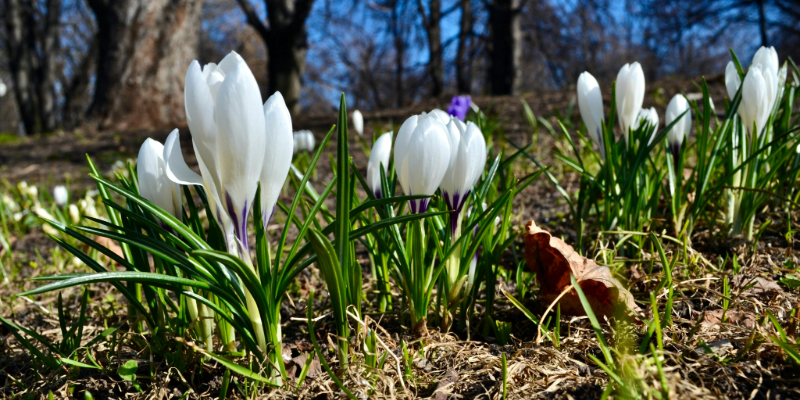 Spring Fling at the Morris Museum